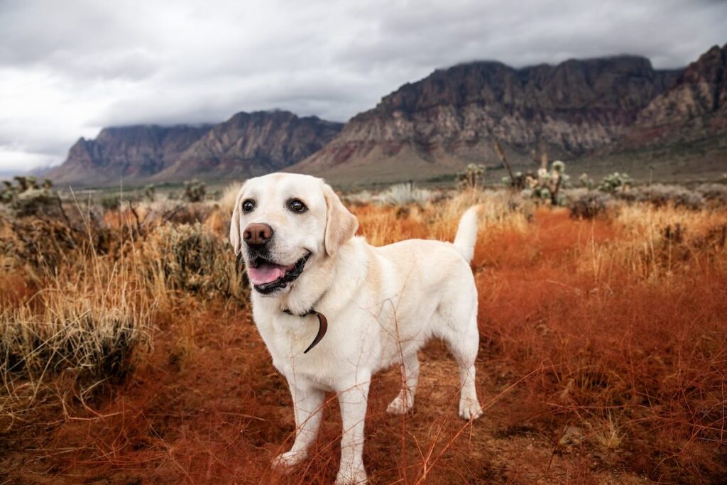 zion with a dog