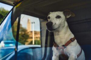 reducing pet anxiety while traveling